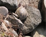 Domowi ulubieńcy: Wiosną żółwie wychodzą...