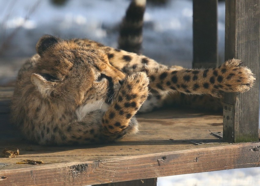 Gdańskie gepardy kończą już pół roku!