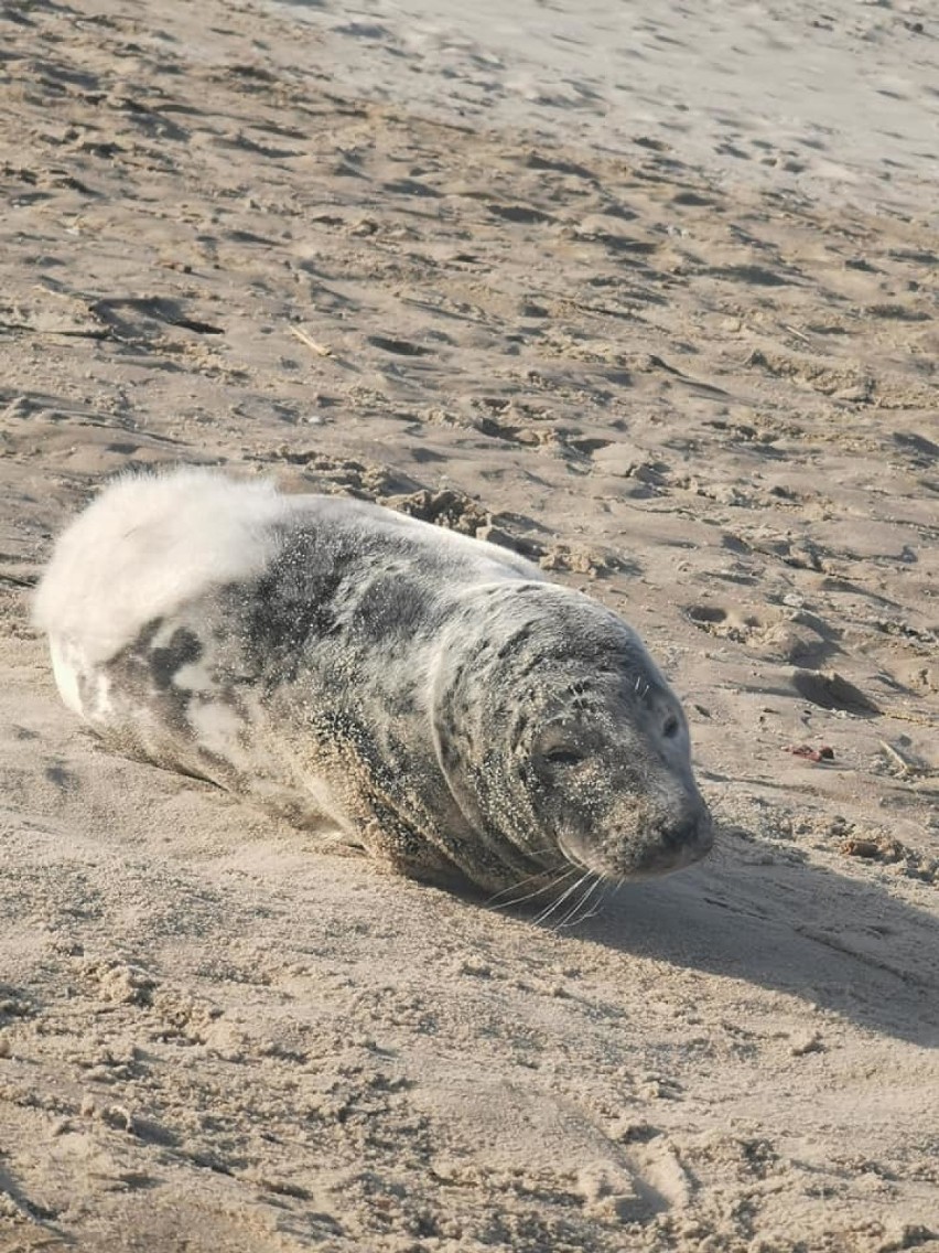 Foka na plaży w Świnoujściu