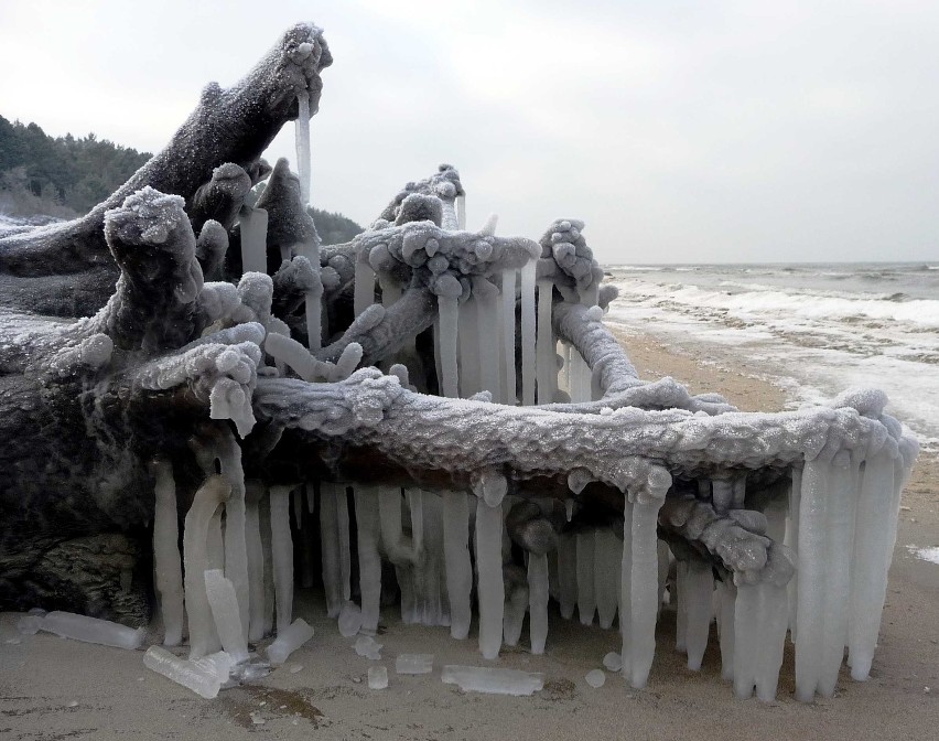 LUTY - konar drzewa z grubymi soplami lodu na plaży