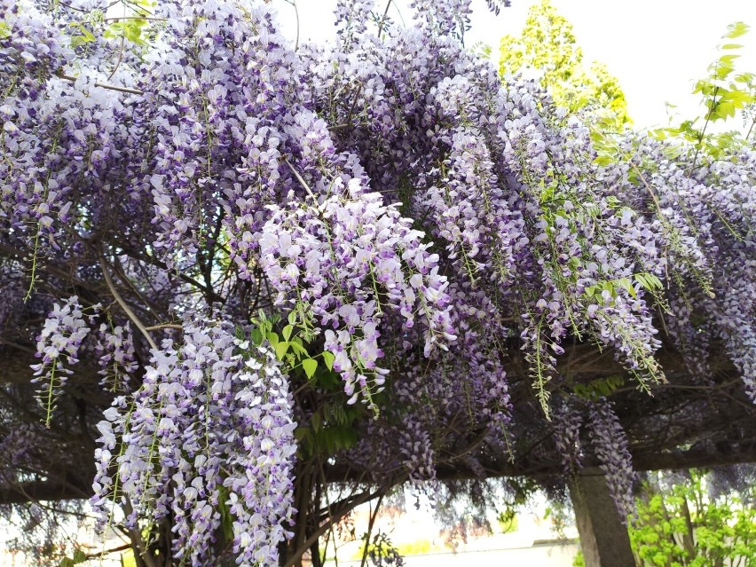 To najlepszy moment na odwiedzenie Baszty Wołowej. Wisteria chińska w pełni rozkwitła. Mieszkańcy pogranicza lubią tu przychodzić