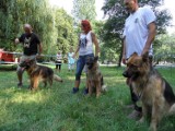 Wystawa owczarków niemieckich w Rudzie Śląskiej: Będzie można zobaczyć prawie 100 rasowych psów 