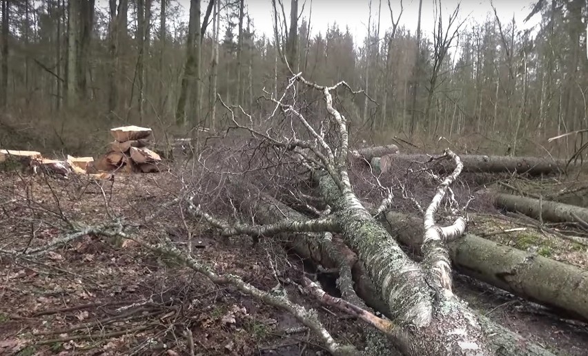 50-letni robotnik leśny został zabity przez upadające drzewo...