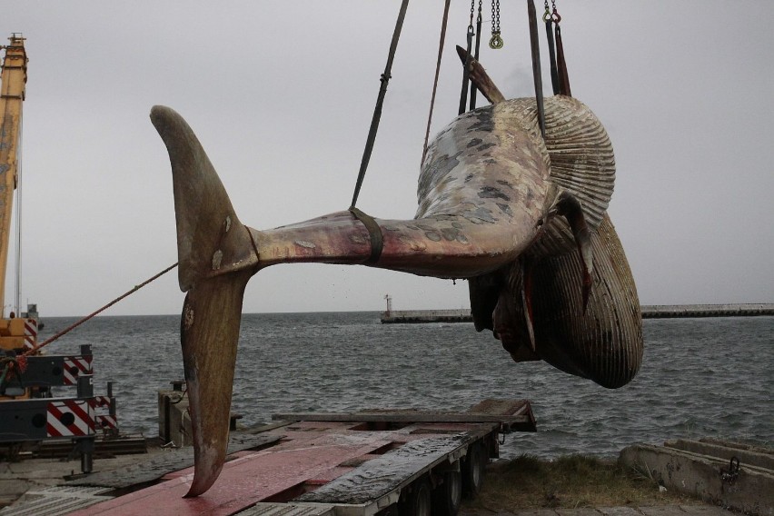 Wieloryb w Helu, wyciągają ssaka na ląd