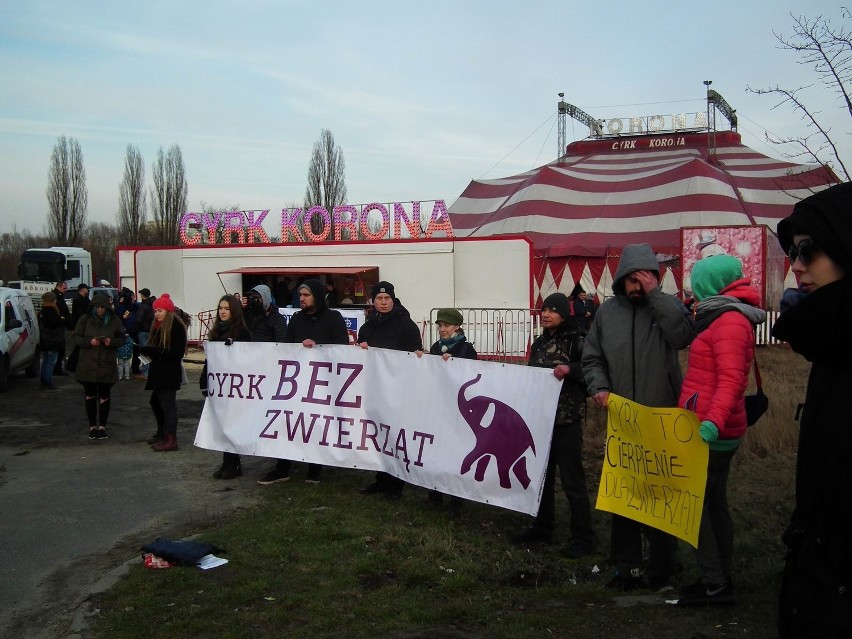 Do Poznania przyjechał cyrk Korona. Kilkadziesiąt osób...