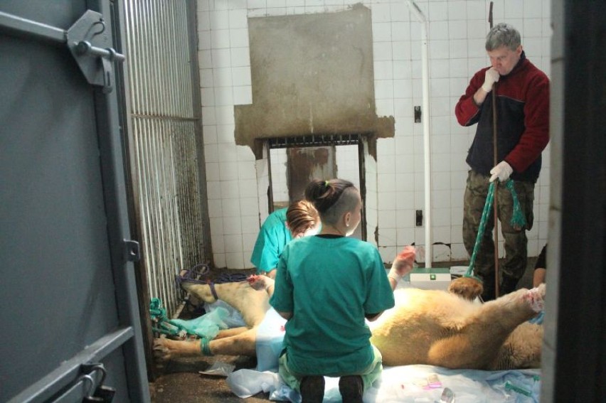 19 marca w łódzim zoo dokonano sztucznego zapłodnienia dwóch lwic.