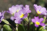 Wiosenne kwiaty w wałbrzyskich ogrodach (ZDJĘCIA)