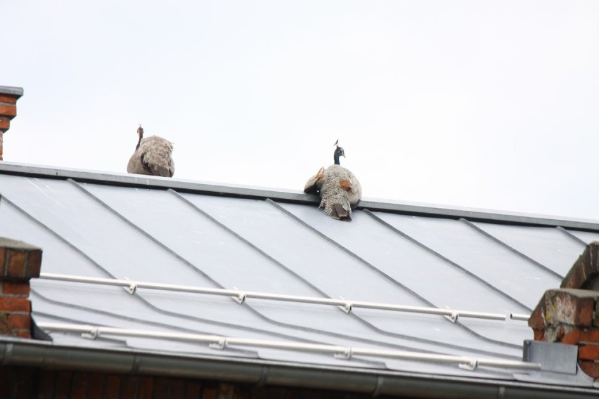 Puławskie pawie na dachu starostwa