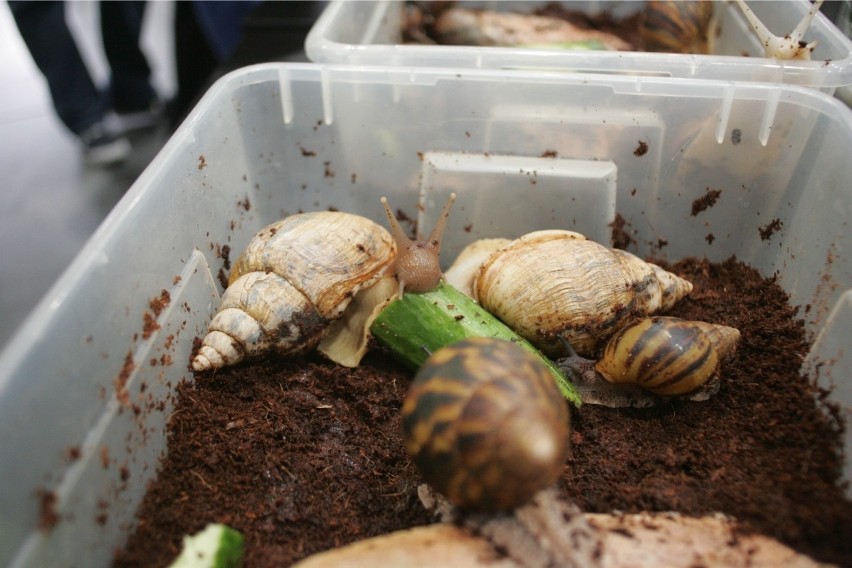 Partnerzy Animal Fest przygotowali dla zwiedzających ogromną...