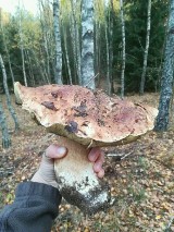 Miłośnicy i miłośniczki grzybobrania pokazali nam swoje okazy! [ZDJĘCIA]