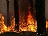W pilskich lasach najwyższy stopień zagrożenia. W Nadleśnictwie Trzcianka spłonęło już kilka hektarów