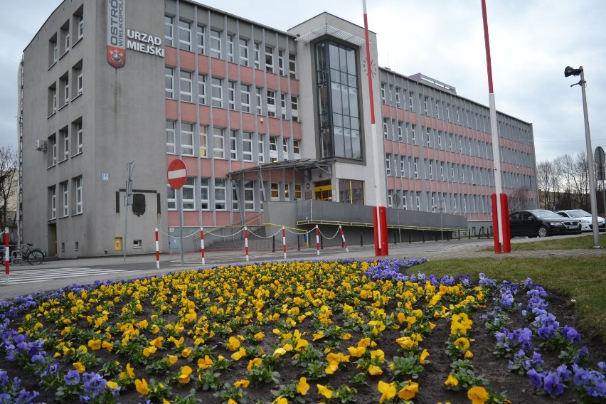 Ostrów Wielkopolski wywołuje wiosnę! W mieście posadzono 24 tys. kwiatów