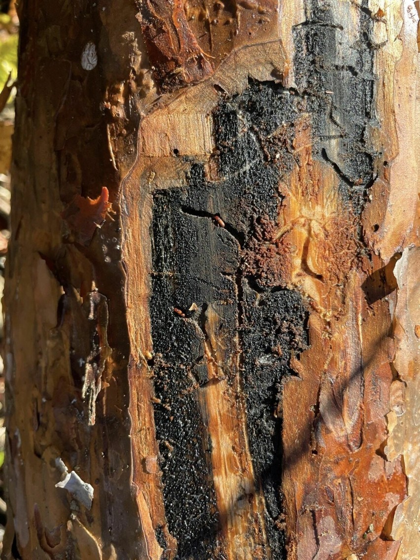 Drzewa zaatakowane przez kornika są skazane na zagładę