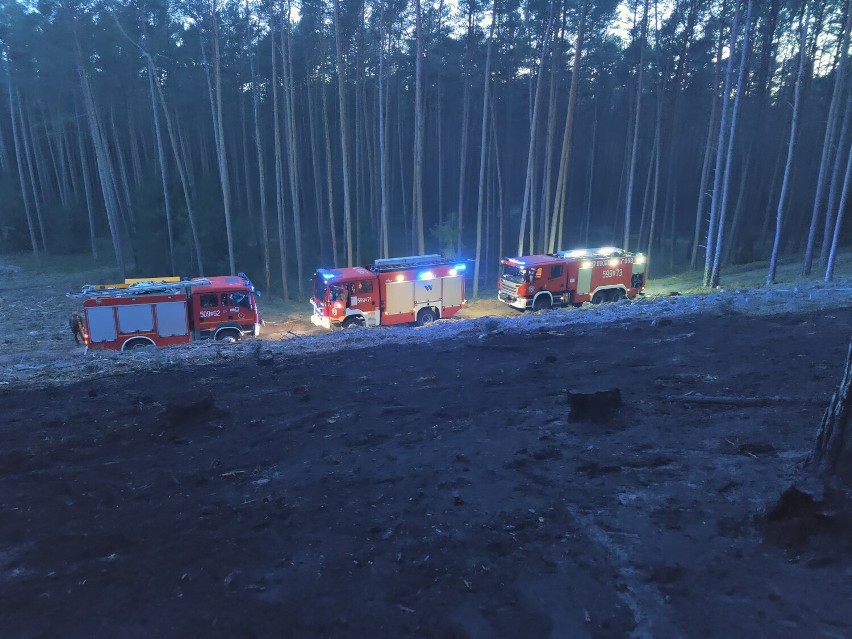 Pożar w Puszczy Noteckiej w okolicach osady Jeleniec...