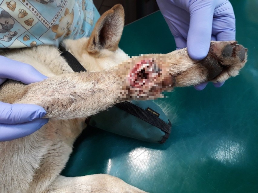 Pies Pedro przez trzy dni chodził z otwartym złamaniem