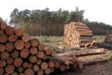 Lasy społeczne powstaną pod Bydgoszczą i nie tylko. Jakie zasady będą w nich obowiązywać?