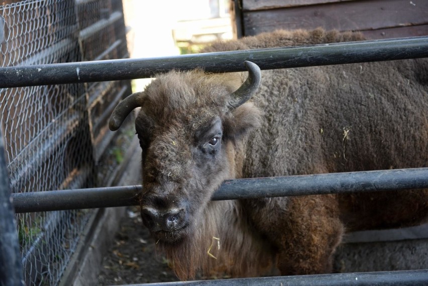 Zdechła żubrzyca Polewka z toruńskiego zoo. Była jednym z...