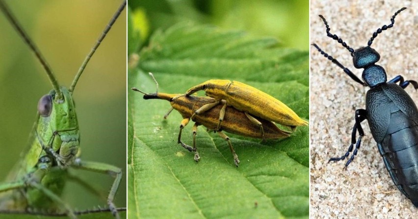 Lubuskie. Wraz z nadejściem wiosny, do życia budzą się owady. Zobaczcie fantastyczne zdjęcia naszego Czytelnika