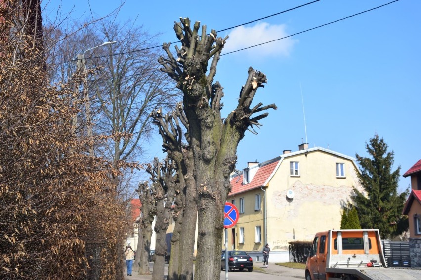 Drzewa na ulicy Kościuszki