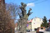 Nowy Dwór Gdański. Mieszkańcy alarmują o topornej przycince drzew. “Nie powinniśmy się na to zgadzać”