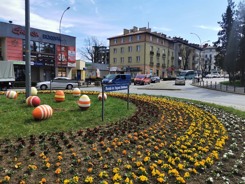 Wiosenne kwiaty posadzone w Jaśle. Tylko bratki i stokrotki mogą przetrwać powrót zimy