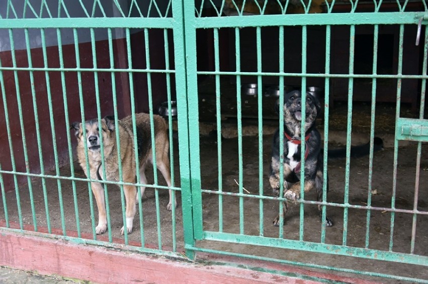 Te psy czekają na adopcję w legnickim schronisku [ZDJĘCIA] 