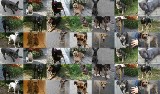 Schronisko w Chorzowie: Możesz adoptować psa