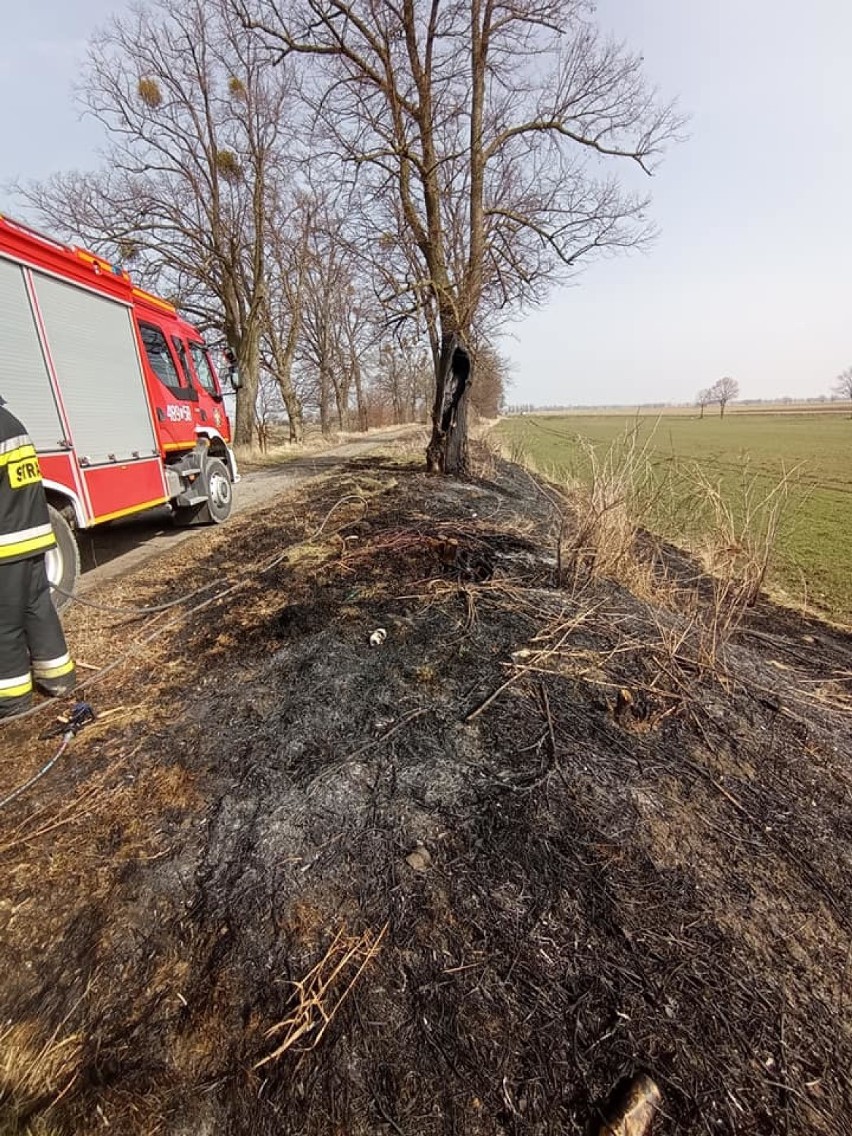 Powiat malborski. Już płoną trawy na potęgę, a w gminie Stare Pole paliło się też drzewo