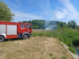 Pożar traw przy ulicy Sienkiewicza w Łęczycy. W działaniach brały udział trzy zastępy straży 