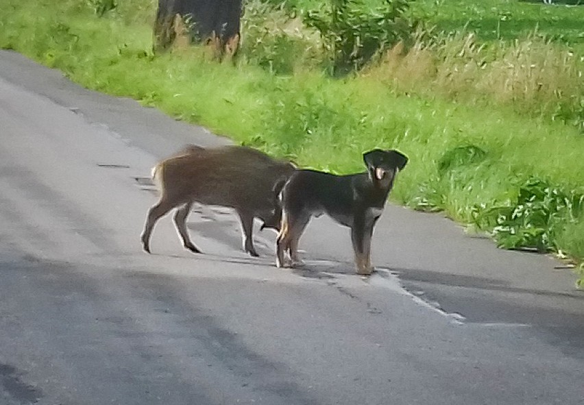 Ta para, pies i dzik, od paru dni krąży po Topolnie (gm....