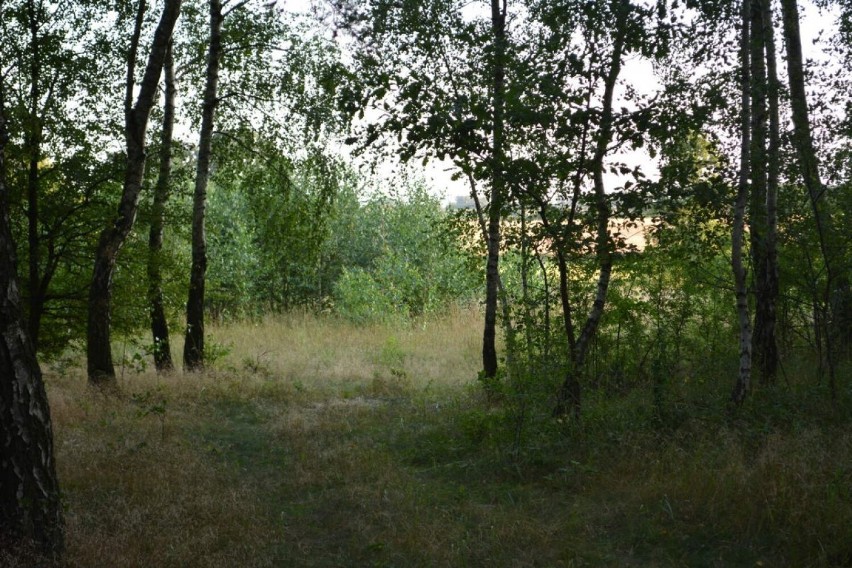 Hodowali marihuanę w lesie pomiędzy Ujazdem a Sulmierzycami. 20-latkom grozi do 3 lat więzienia [ZDJĘCIA]