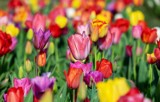 IV Wiosna Tulipanów. Będzie pachniało!             
