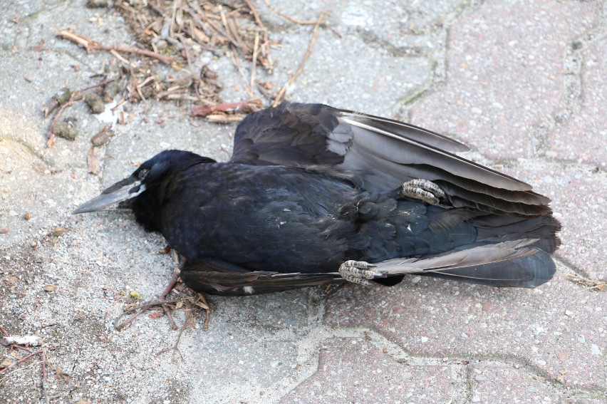 Zabójca ptaków znalezionych w Solankach uniknie kary [zdjęcia]