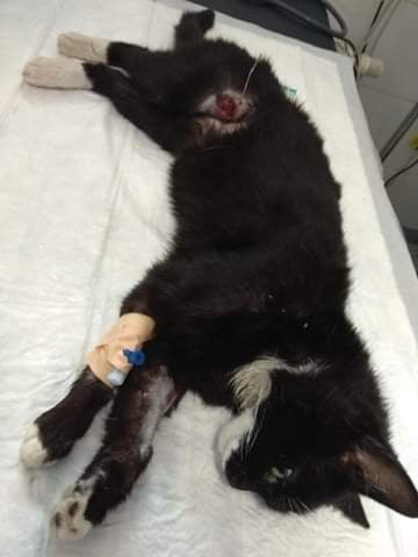 Kot Rubi cierpiał przez ok. dwa tygodnie, po tym jak wpadł...