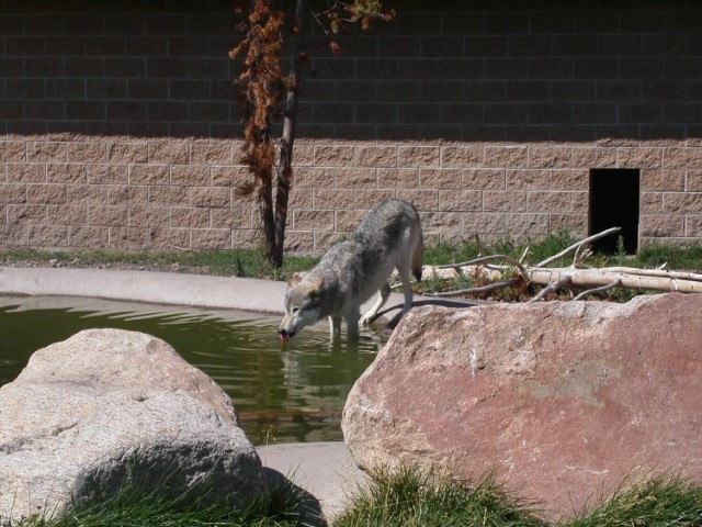 A to kuzyn naszego drapieżnika - wilk z Ameryki Północnej