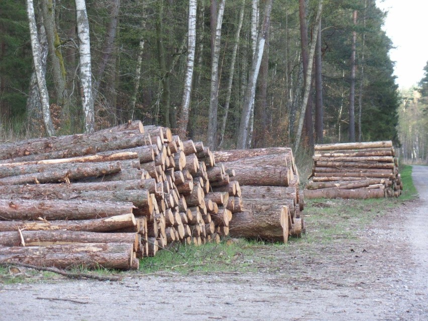 Bushcraft i survival w lasach wokół Słupska i regionu. Sprawdź, gdzie będzie można przenocować
