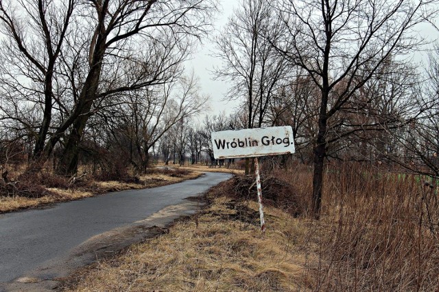 Wyobraźcie sobie wielkie pustkowie, które kilkanaście lat wstecz było wsią o nazwie Wróblin Głogowski. Po środku wsi stał niewielki kościół z XIX wieku.  Mieszkańcy dbali o świątynię, wspólnymi siłami doprowadzili do jego odbudowy. Jednak przyszły lata ‘90, sąsiedztwo pobliskiej Huty Miedzi Głogów doprowadziło do degradacji środowiska naturalnego. 

Życie we wsi stało się niemal niemożliwe, zaczęły się wysiedlenia. Domy zrównano z ziemią. Wieś zamieniła się w pustkowie i oficjalnie przestała istnieć. Zachował się tylko jeden dom oraz wspomniany już kościół. Ta apokaliptyczna sceneria jest dziś punktem wycieczek wielu miłośników miejsc opuszczonych. A ponieważ znajduje się tuż na granicy województwa lubuskiego i dolnośląskiego, wybraliśmy się tam i my. 

Drzwi do kościółka stoją otworem, każdy może tu wejść i napawać się wszechogarniającą ciszą. Na ścianach kościółka pw. św. Heleny wciąż widać kolorowe malowidła, na które w pogodne dni przez ostałe się okno padają promienie słońca. Niestety cała reszta jest w opłakanym stanie. Chór już niemal całkowicie się zawalił, strach wchodzić na piętro. Z ołtarza nie zostało zupełnie nic. Żal patrzeć na dewastację, która strawiła to miejsce.  

Zobacz też: DZIKI ZACHÓD W LUBUSKIEM. OPUSZCZONE MIASTECZKO WESTERNOWE W KOSINIE

Wróblin Głogowski znajduje się tuż przy granicy województw lubuskiego i dolnośląskiego, przy Hucie Miedzi Głogów, niecałe 15 km od Głogowa. Do kościółka prowadzi brukowana droga biegnąca przez nieistniejącą już wieś. Trafić można tu bez problemu, o tym, że kiedyś była tu miejscowość przypomina zardzewiała tablica z napisem Wróblin Głog.

Zobacz też: WYMARŁE MIASTECZKO NA SKRAJU LUBUSKIEGO
