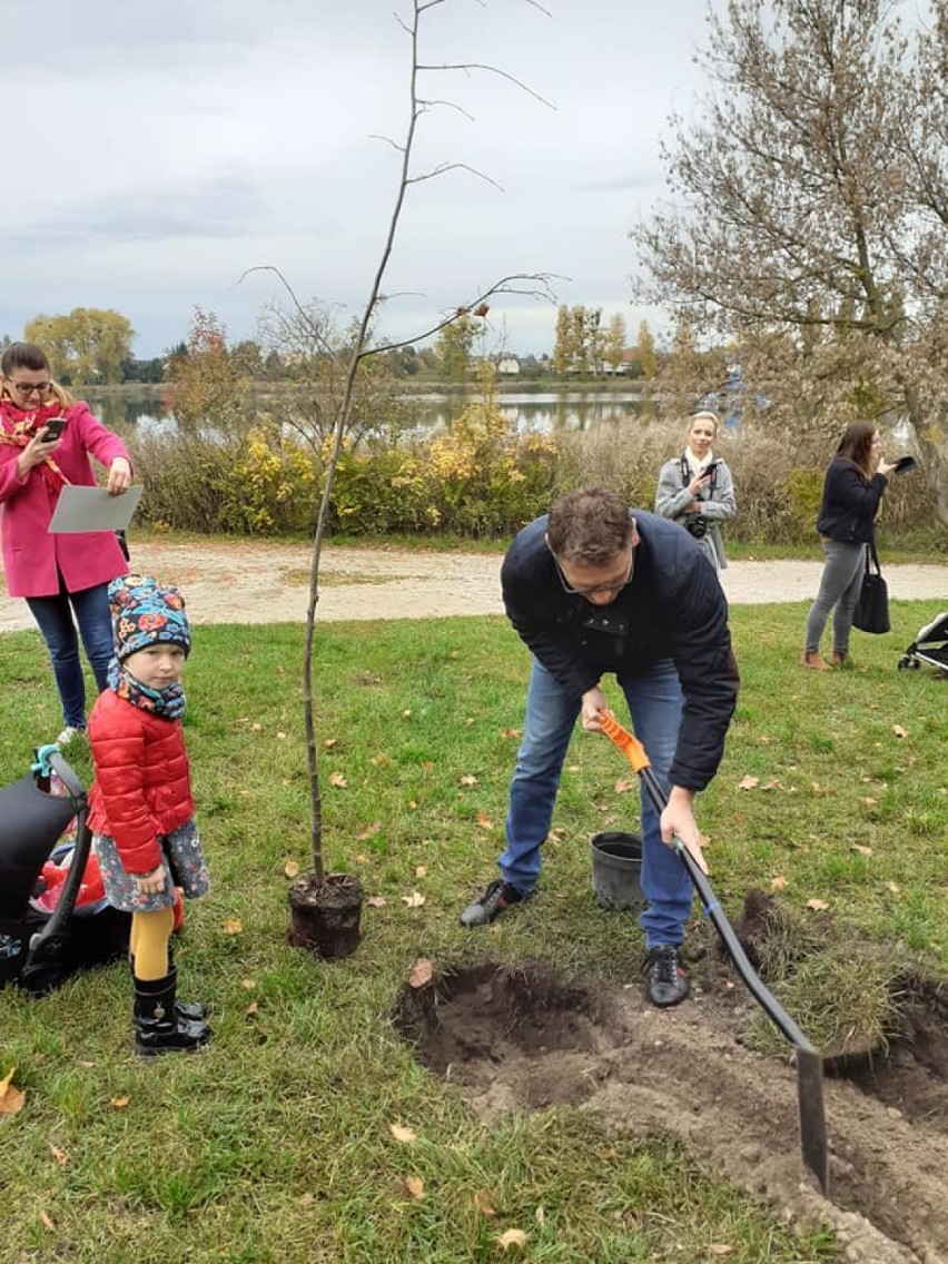 Na promenadzie Jeziora Durowskiego w Wągrowcu posadzono nowe drzewa [ZDJĘCIA]
