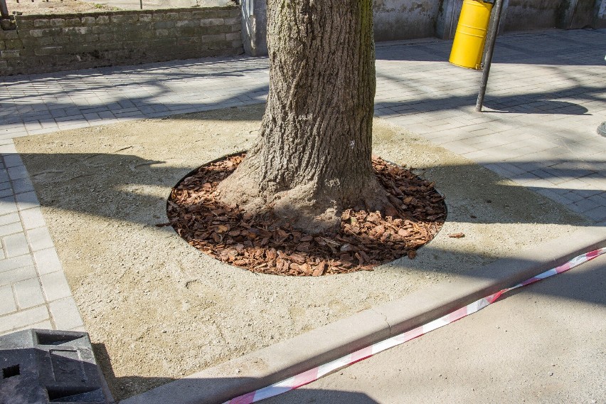 Trwa zielona rewitalizacja Płocka. Poprawa warunków drzew przy ulicy Kazimierza Wielkiego [ZDJĘCIA]