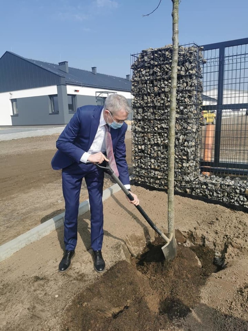 Pleszew. Burmistrz Arkadiusz Ptak w dniu swoich urodzin... posadził drzewo