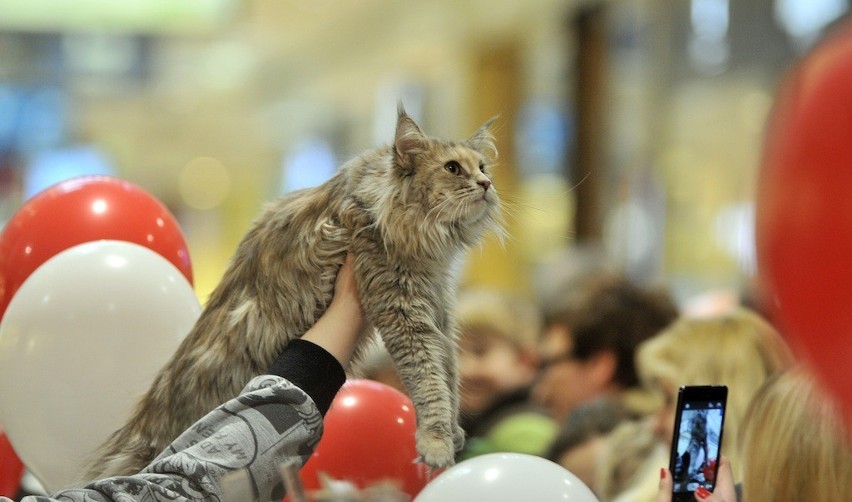 Miedzynarodowy Dzień Kota: Zobacz ZDJĘCIA kotów zaprezentowanych w Galerii Bałtyckiej