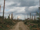 Lasy Starej Rzeki po przejściu tornada. Wstrząsające zdjęcia czytelniczki