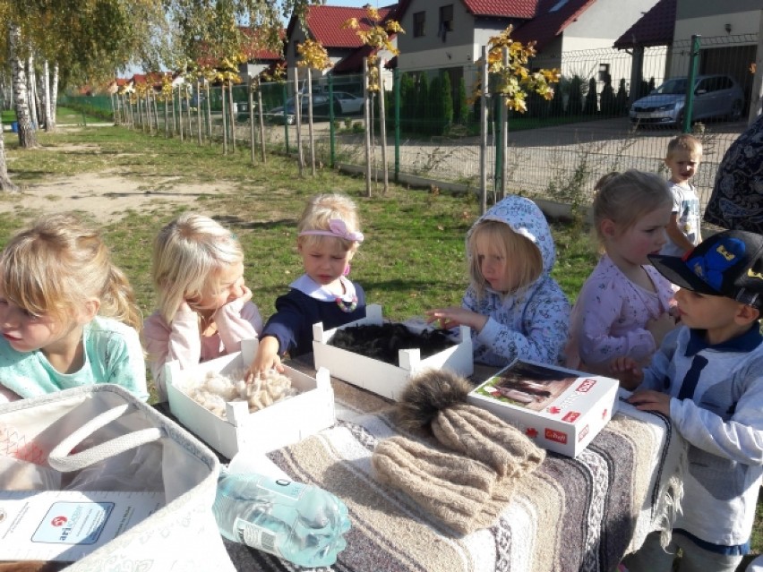 Przedszkolaki z Dobroszyc spotkały się z alpakami