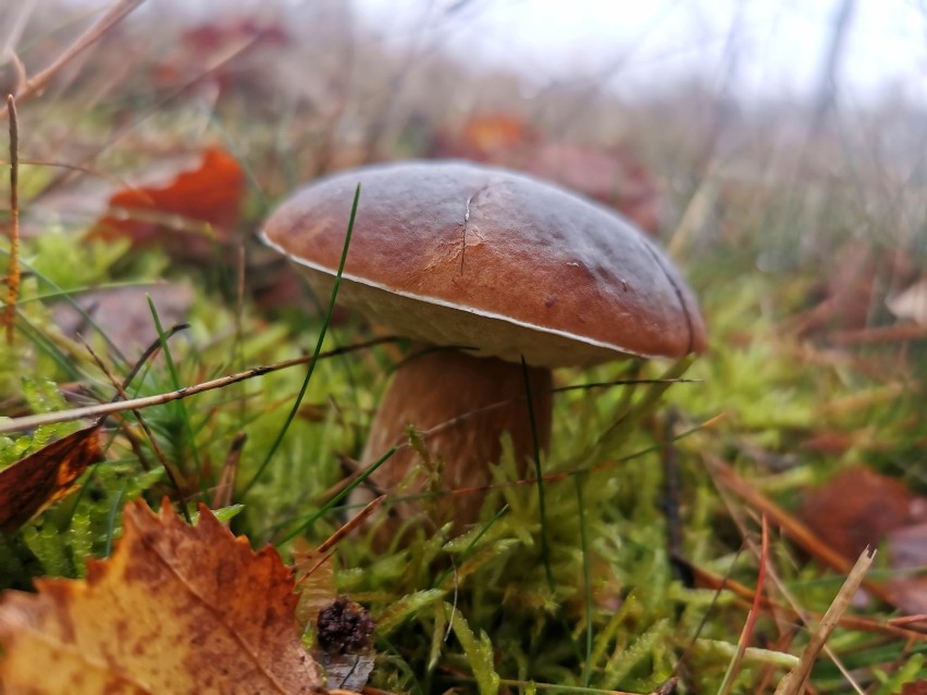 Ostatnie (?) grzybobranie w okolicach Szczecinka. Wszystkie piękne barwy jesieni w koszyku [zdjęcia]