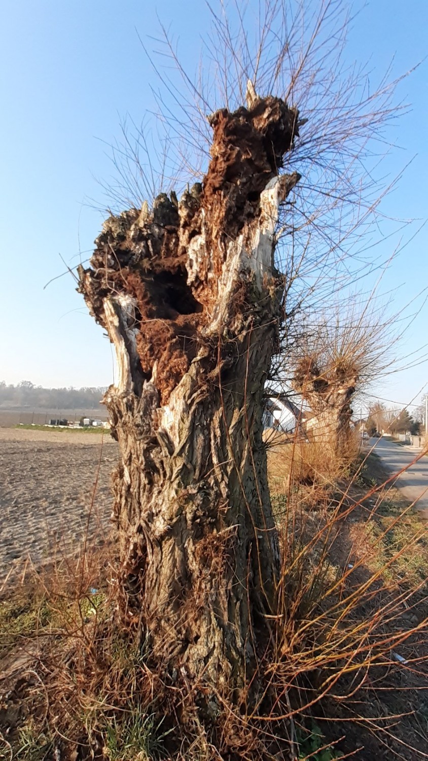 Wierzby przy ul. Wierzbowej w Kościelnej Wsi