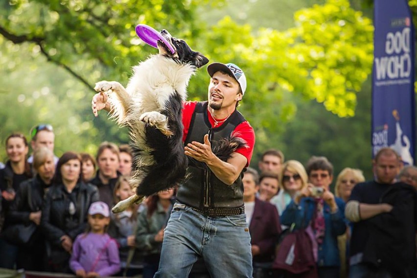 Dog Chow Disc Cup 2015 Warszawa. Zobacz, jak te psy potrafią...