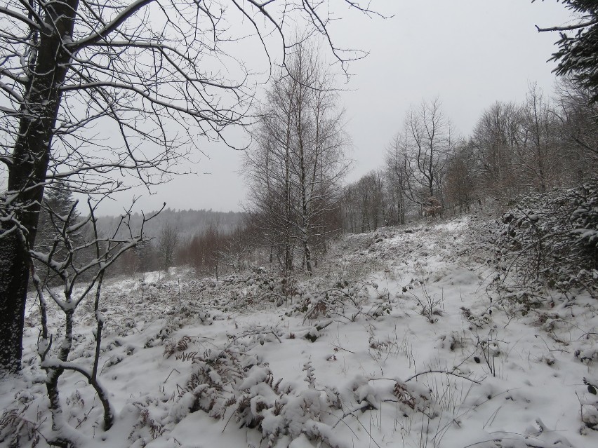 Baśniowa droga na Leskowiec. Zima w Beskidzie Małym [Zobacz zdjęcia]