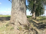 Ktoś podciął drzewa przy drodze pomiędzy Chrościną a Wawelnem 