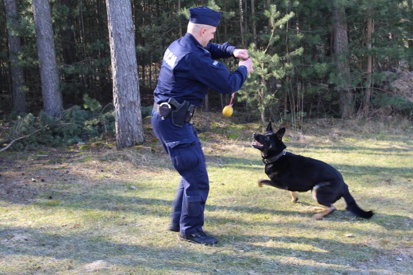 Kalka w szeregach łaskiej policji. Policyjny pies pracuje w prewencji