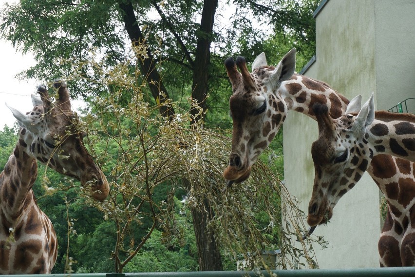 Dzień Żyrafy w łódzkim ZOO, 26 czerwca 2016